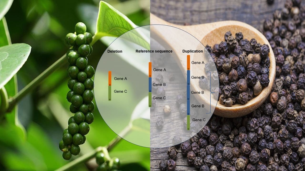 Black Pepper Image